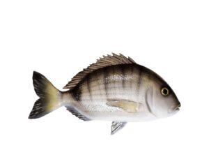 Рыба Polyresin fish - Seabream 5212(OMER)(diving) - тактическое снаряжение Darkskiff - фото 12
