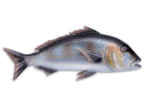 Рыба Polyresin fish - Dentex 5213(OMER)(diving) - тактическое снаряжение Darkskiff - фото 15